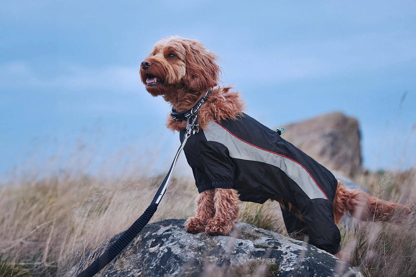 Pets at home 3 peaks dog standing on rock in the wind