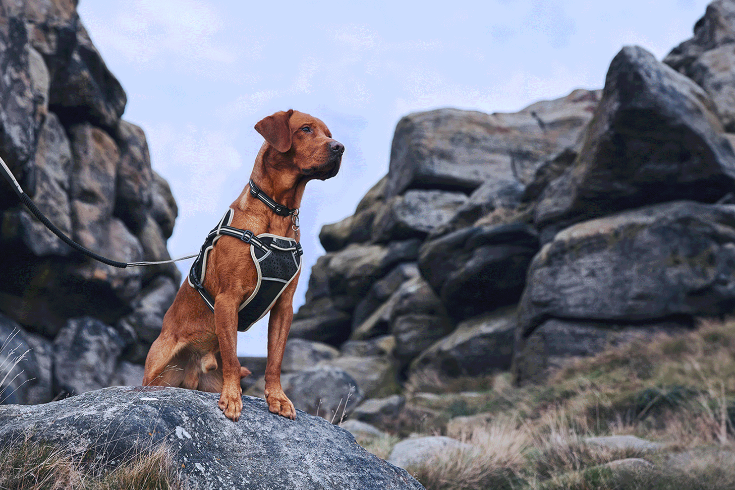 Pets at home 3 peaks dog standing on rocks